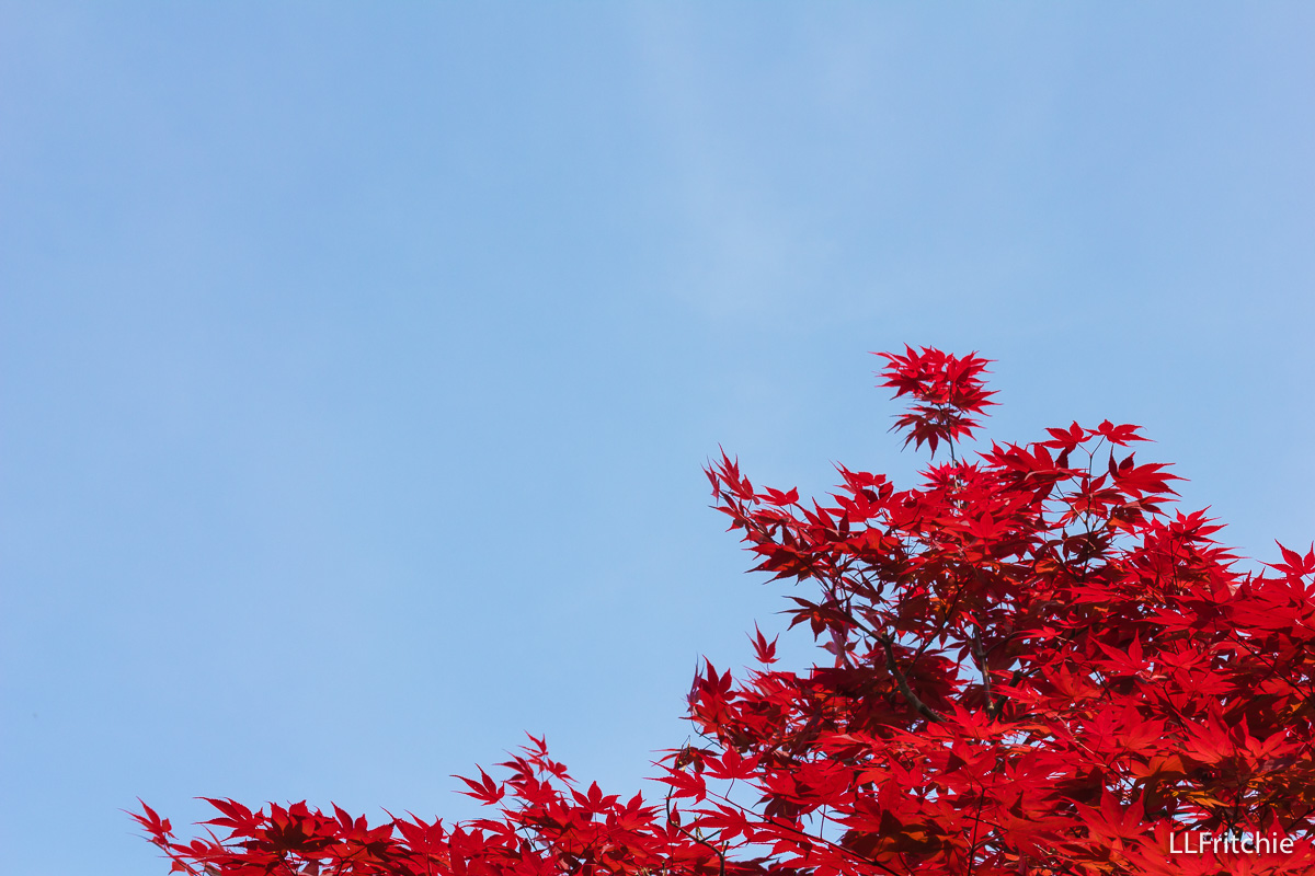 Photo of red maple leaves against a brilliant blue sky.