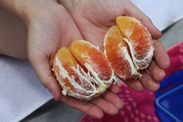 Close-up photograph of a person's open hands cradling two halves of a fresh, peeled orange.