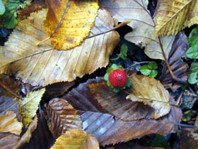 [photo of a strawberry amidst a background of fallen leaves]